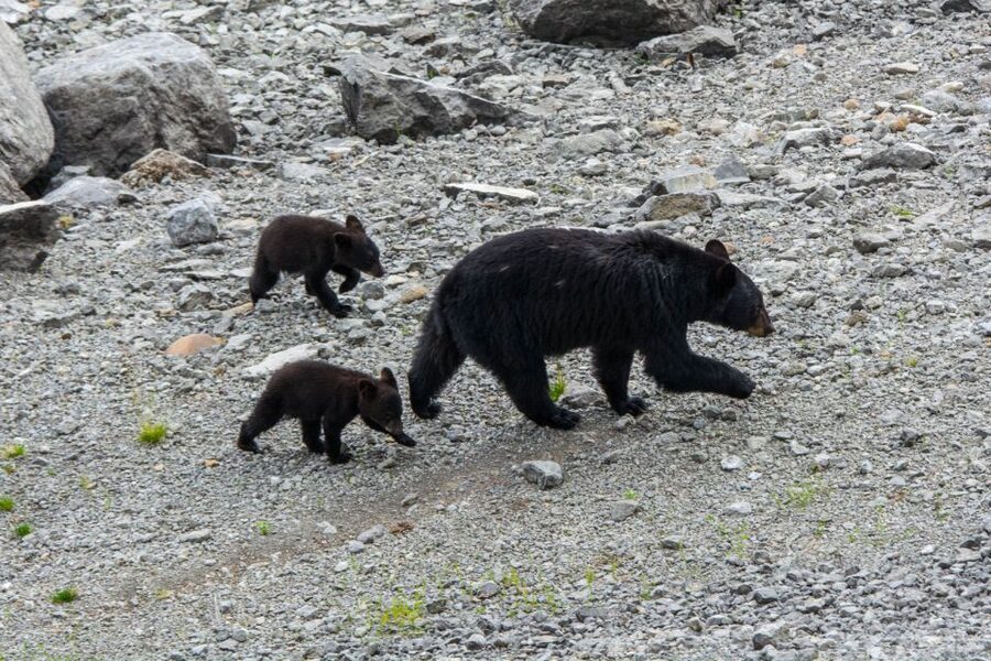 Jasper: Wildlife and Waterfalls Tour with Maligne Cruise - The 2024 wildfire changes what you see