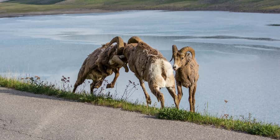 Jasper: Wildlife and Waterfalls Tour with Maligne Cruise - Price, timing, and what you really receive