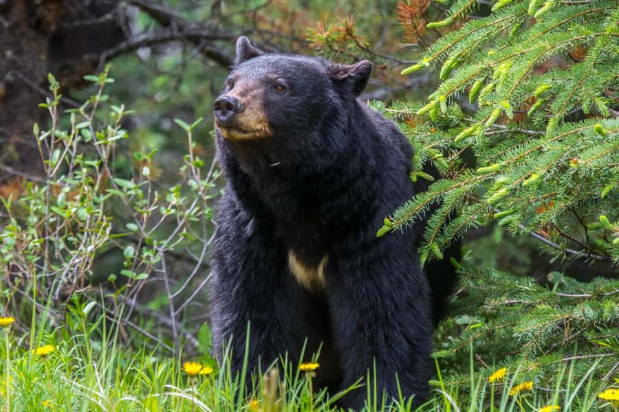 Jasper: Wildlife and Waterfalls Tour with Maligne Cruise - Maligne Canyon: a short walk with a major caveat