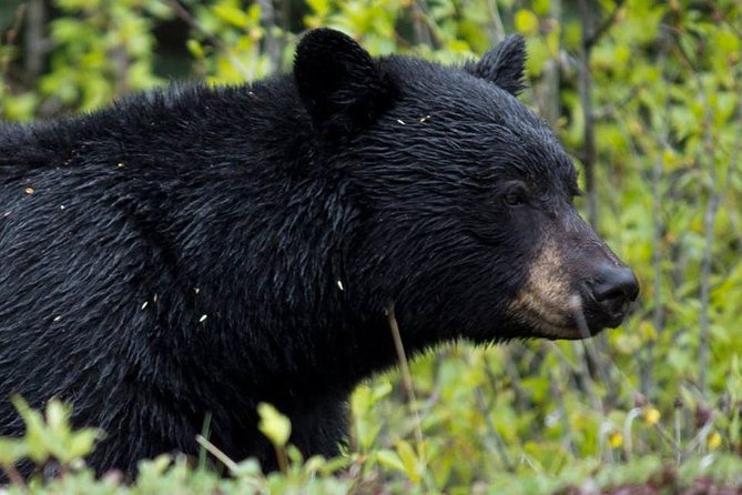 Jasper Wildlife & Sightseeing Tour with Maligne Lake Cruise - A six-hour route through Jasper’s Maligne Valley