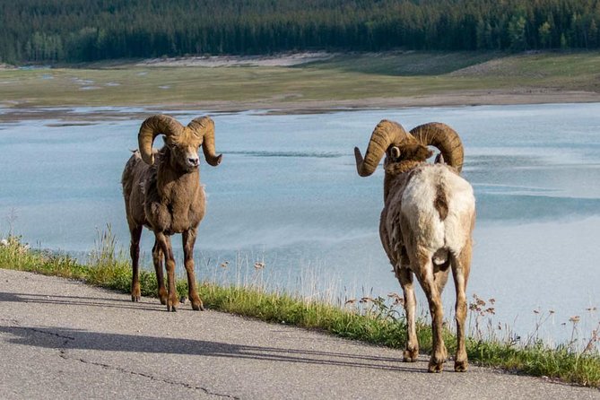 Jasper Wildlife & Sightseeing Tour with Maligne Lake Cruise - Lunch planning can save money and time