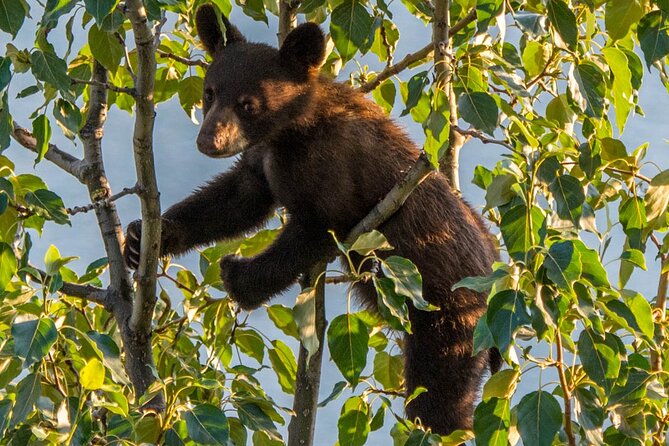Jasper Wildlife & Sightseeing Tour with Maligne Lake Cruise - The biggest expectation: sightseeing first, wildlife second