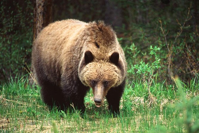Jasper Wildlife & Sightseeing Tour with Maligne Lake Cruise - Transport, pickup, and walking details