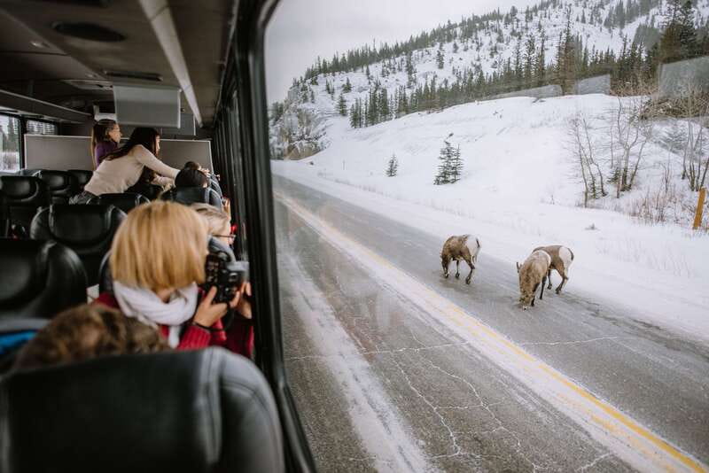 Jasper: Winter Wildlife Bus Tour in Jasper National Park - Key points to know before you book