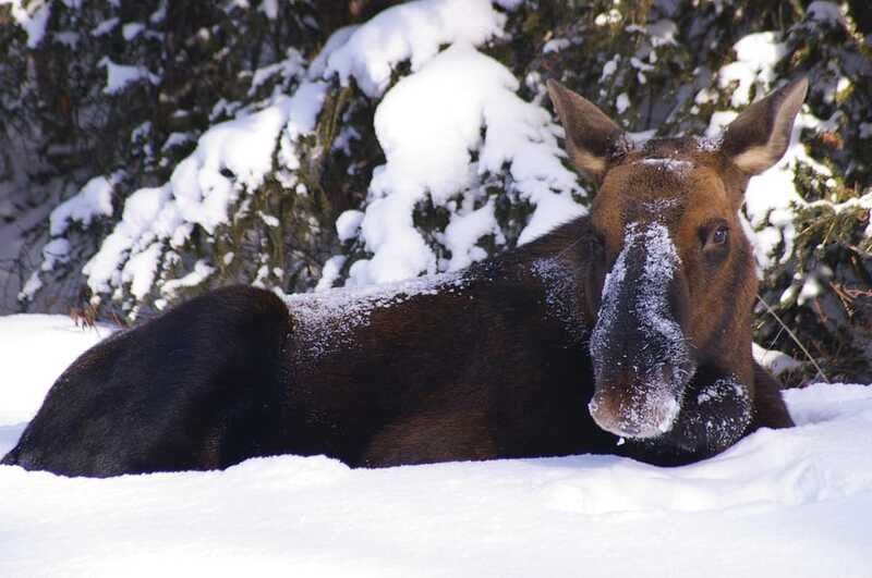 Jasper: Winter Wildlife Bus Tour in Jasper National Park - Winter driving is a real part of the value