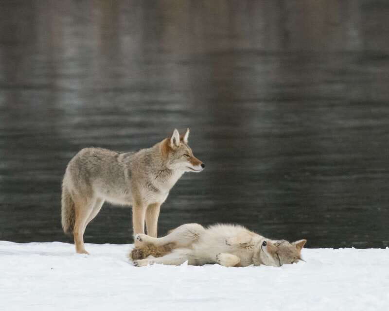 Jasper: Winter Wildlife Bus Tour in Jasper National Park - Why a winter wildlife tour makes sense in Jasper