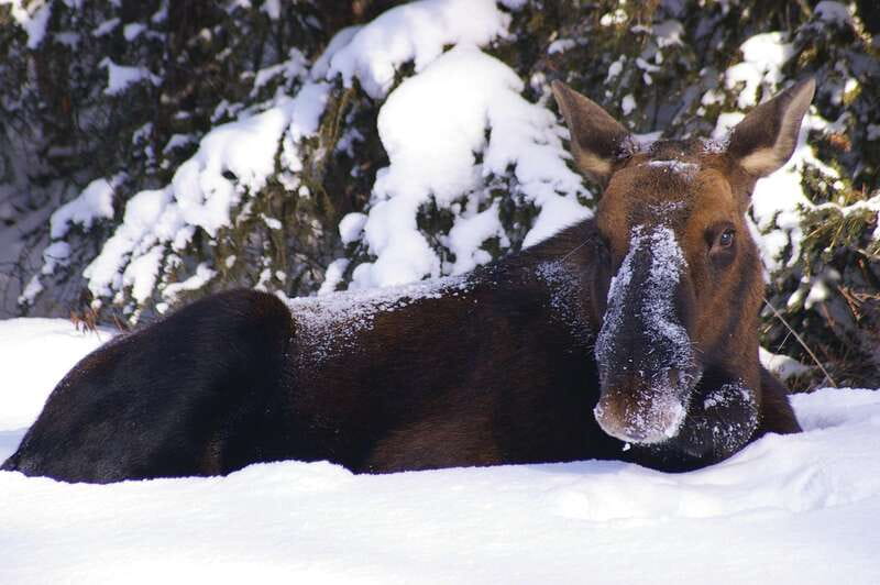 Jasper: Winter Wildlife Bus Tour in Jasper National Park - The Athabasca Valley provides the main show
