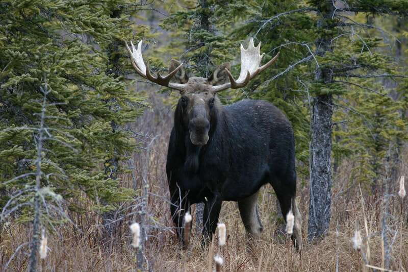 Jasper: Winter Wildlife Bus Tour in Jasper National Park - What you might see along the route