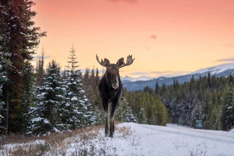 Jasper: Winter Wildlife Bus Tour in Jasper National Park - The guides are the heart of the experience