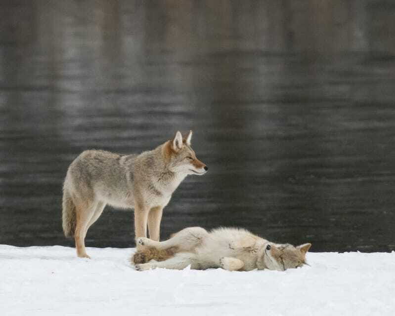 Jasper: Winter Wildlife Bus Tour in Jasper National Park - Small groups make sightings easier