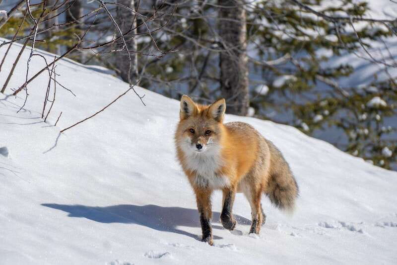 Jasper: Winter Wildlife Bus Tour in Jasper National Park - Minimal walking keeps the tour relaxed