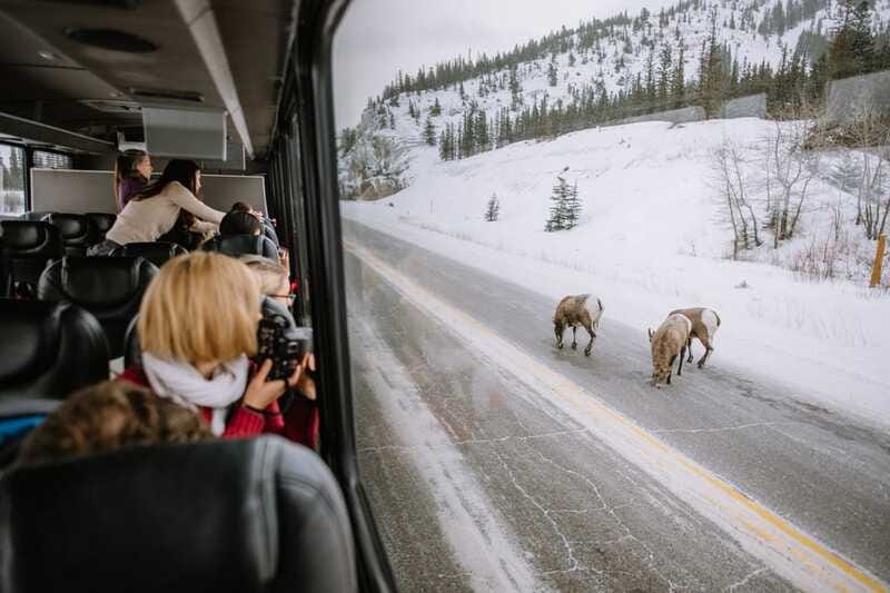 Jasper: Winter Wildlife Bus Tour in Jasper National Park - Is $62 a fair price?