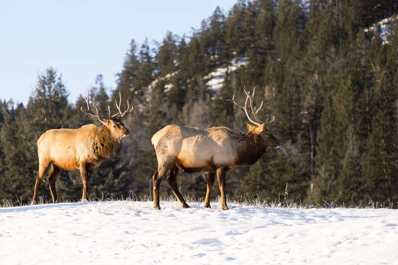 Jasper: Winter Wildlife Bus Tour in Jasper National Park - Hotel pickup starts the morning easily