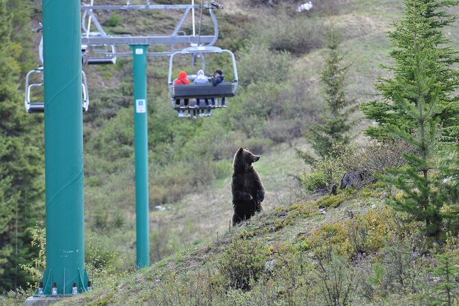 Lake Louise Summer Gondola Experience - Who will get the most from this ride?