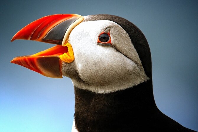 Late Season Puffin & Scenic Coastal Cruise - Key points before you book