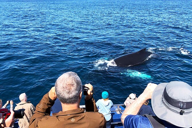 Late Season Puffin & Scenic Coastal Cruise - The late-season puffin question