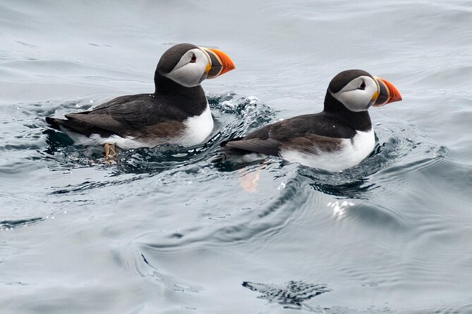 Late Season Puffin & Scenic Coastal Cruise - Commentary, songs, and Newfoundland character