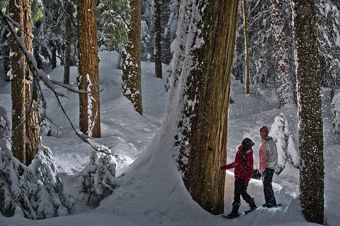 Medicine Trail Snowshoe Tour - Weather, snow conditions, and what to wear