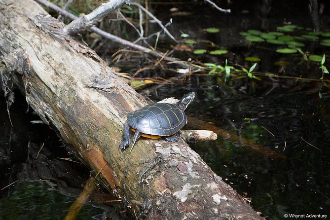 Mersey River Quickie Adventure - 2 Hours - Wildlife rewards a patient paddle