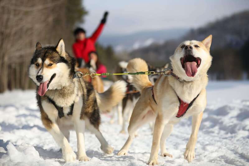 Mont-Tremblant: Guided Dogsledding Tour with Hot Chocolate - Starting at the kennel, where the real work begins