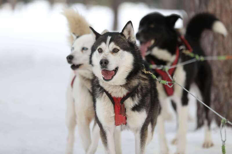 Mont-Tremblant: Guided Dogsledding Tour with Hot Chocolate - Meeting the dogs after the trail