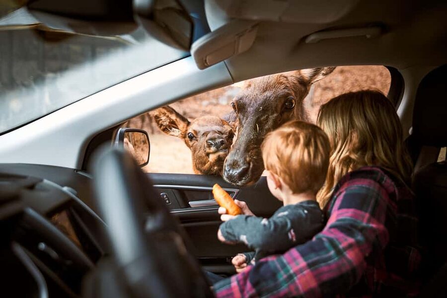 Montebello, QC: General Admission to Parc Omega - Starting the 12 km Safari Drive