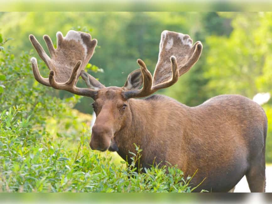 Montebello, QC: General Admission to Parc Omega - The First Nations Trail and Indigenous Culture