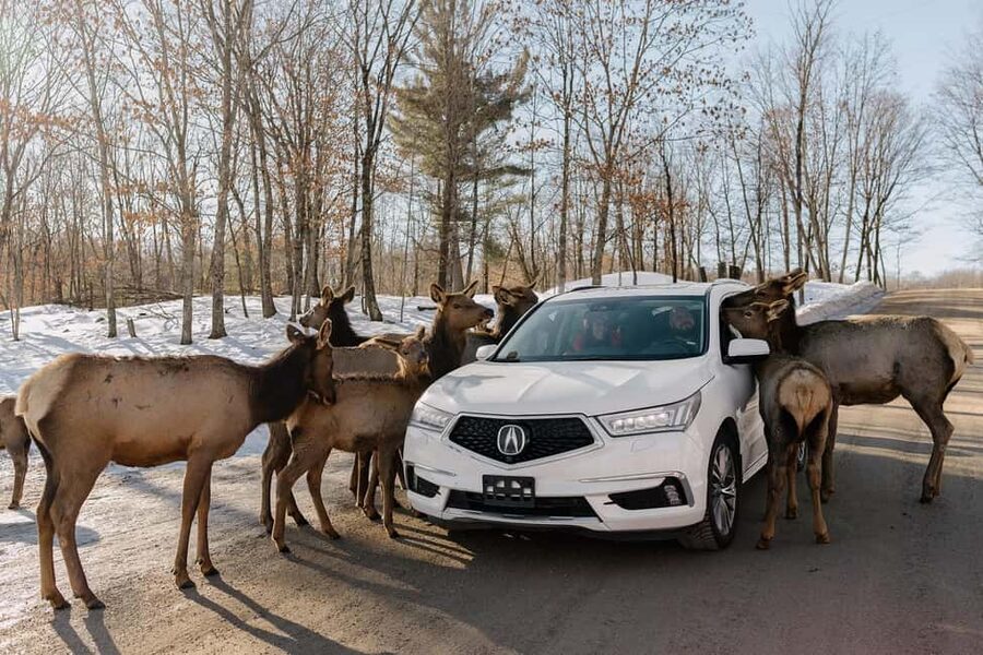 Montebello, QC: General Admission to Parc Omega - Trading Post, Old Farm, and Sugar Shack