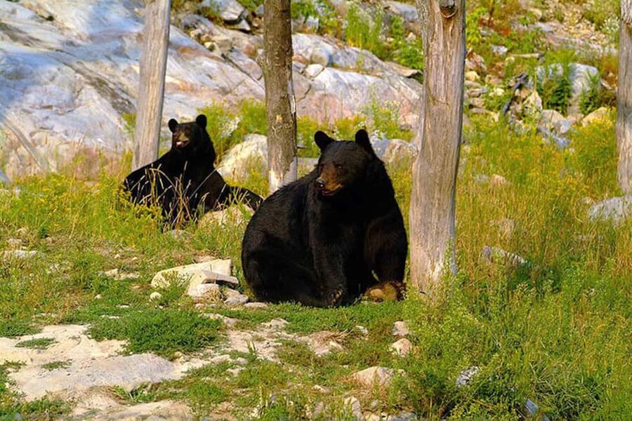 Montebello, QC: General Admission to Parc Omega - Walking Areas, Farm Animals, and Breaks
