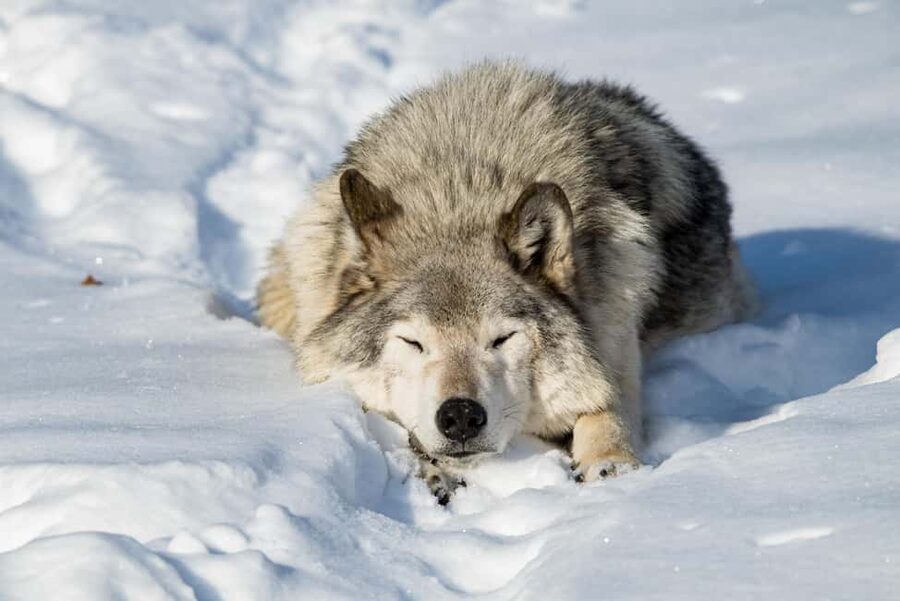 Montebello, QC: General Admission to Parc Omega - Practical Rules and Access