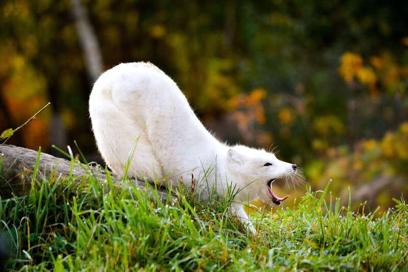 Montreal: Ecomuseum Zoo Entry Ticket - Key points to know before you go