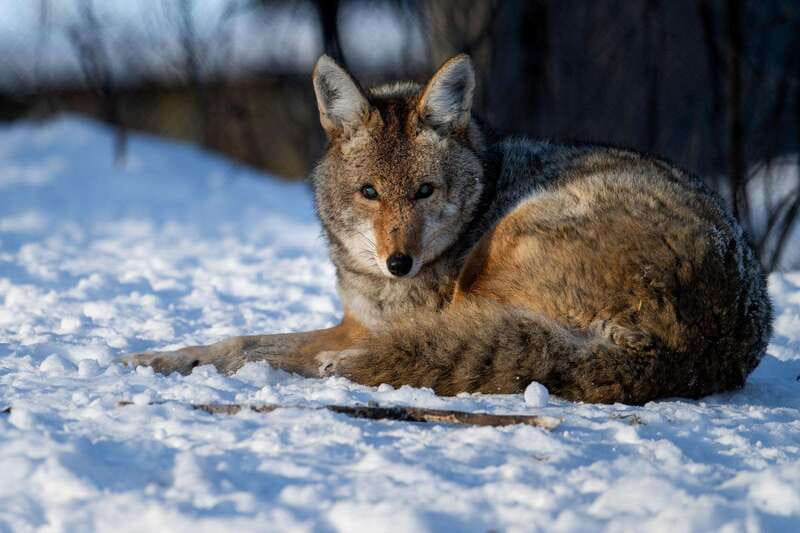 Montreal: Ecomuseum Zoo Entry Ticket - Who will enjoy the Ecomuseum Zoo most?