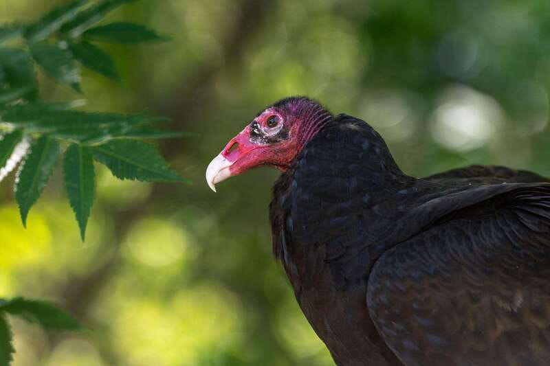 Montreal: Ecomuseum Zoo Entry Ticket - Why this small zoo makes a good Montreal side trip