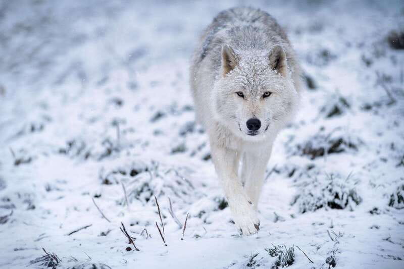 Montreal: Ecomuseum Zoo Entry Ticket - Black bears, wolves, foxes, and birds