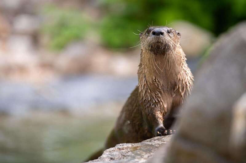 Montreal: Ecomuseum Zoo Entry Ticket - Animal welfare is part of the experience