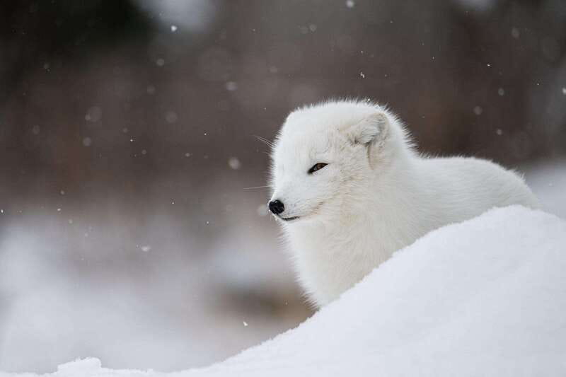 Montreal: Ecomuseum Zoo Entry Ticket - Timing your 1.5-hour visit