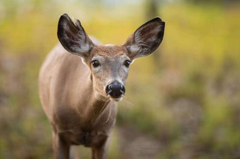 Montreal: Ecomuseum Zoo Entry Ticket - Is the $16 ticket good value?