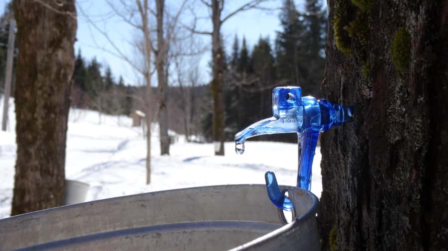 Montréal: Maple Syrup Tasting Conference! - Taffy on snow and the traditional sugar-bush moment