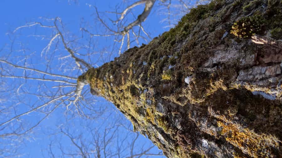 Montréal: Maple Syrup Tasting Conference! - Who should book this experience?