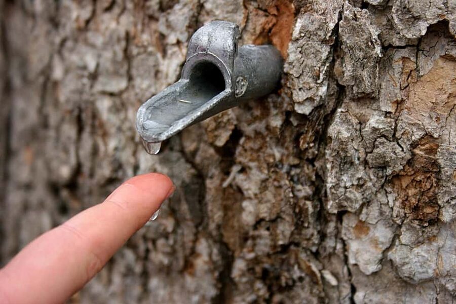 Montreal: Maple Syrup Tour with Sugar Shack & Local Cuisine - Should you book the Montreal maple syrup tour?