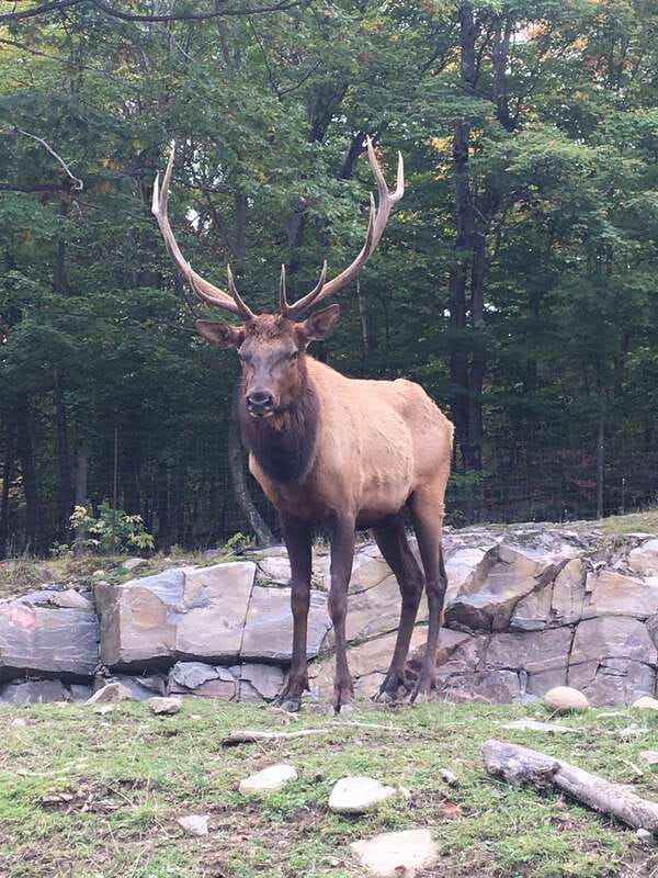 Montreal: Private Day Tour to Parc Omega & Montebello Lodge - Key points at a glance