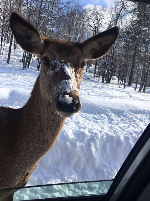 Montreal: Private Day Tour to Parc Omega & Montebello Lodge - Should you book Parc Omega and Montebello Lodge?