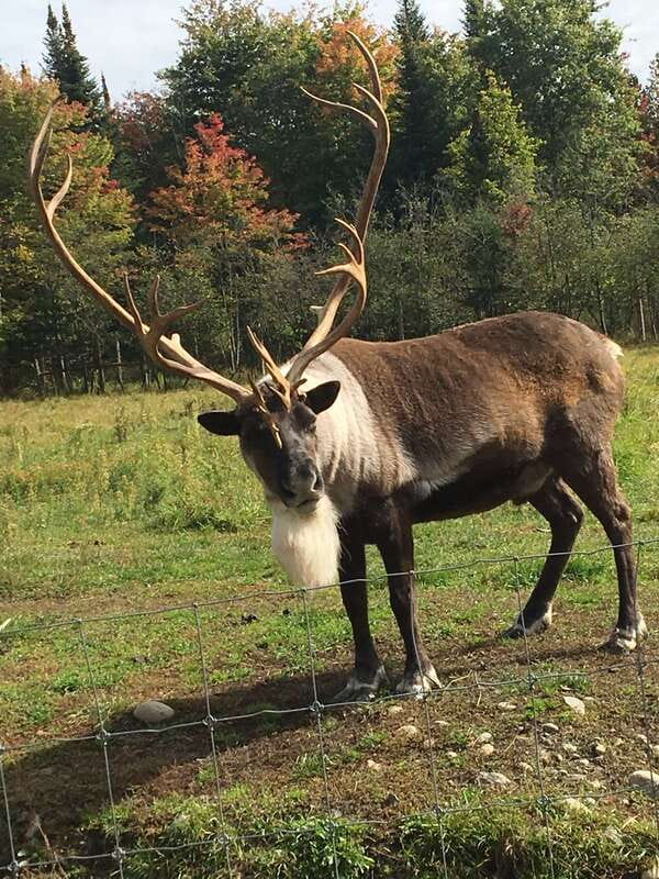 Montreal: Private Day Tour to Parc Omega & Montebello Lodge - What the seasons change at Parc Omega