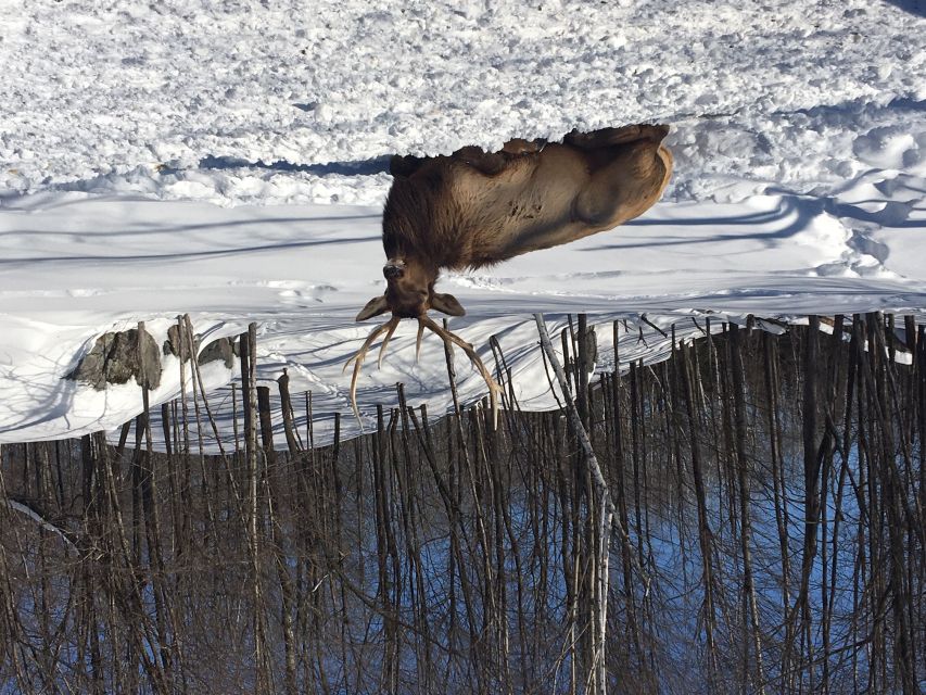 Montreal: Private Day Tour to Parc Omega & Montebello Lodge - Why the private guide matters