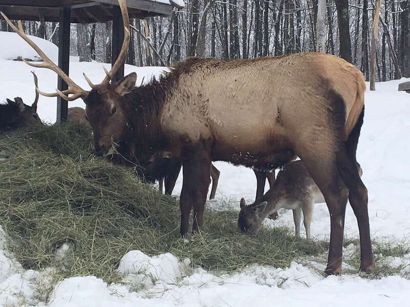 Montreal: Private Day Tour to Parc Omega & Montebello Lodge - Who should book this eight-hour outing?