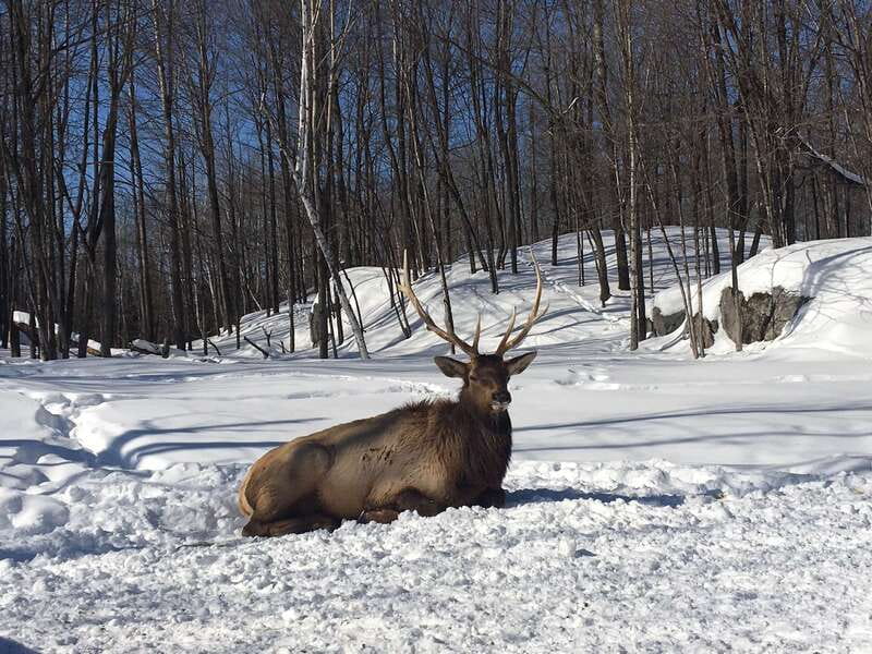 Montreal: Private Day Tour to Parc Omega & Montebello Lodge - Practical advice for getting the most from the day