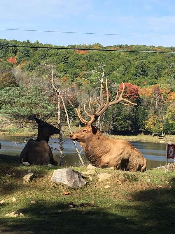 Montreal: Private Day Tour to Parc Omega & Montebello Lodge - Parc Omega: a drive-through meeting with Canadian wildlife
