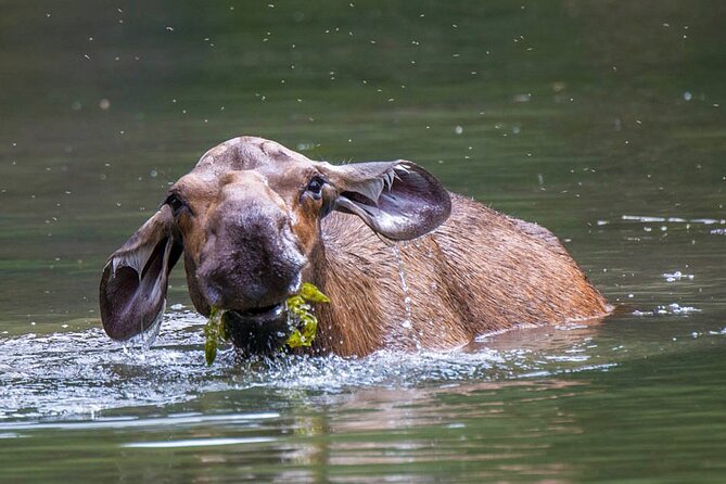 Morning Jasper National Park Wildlife Tour - What the $65.32 price really buys you