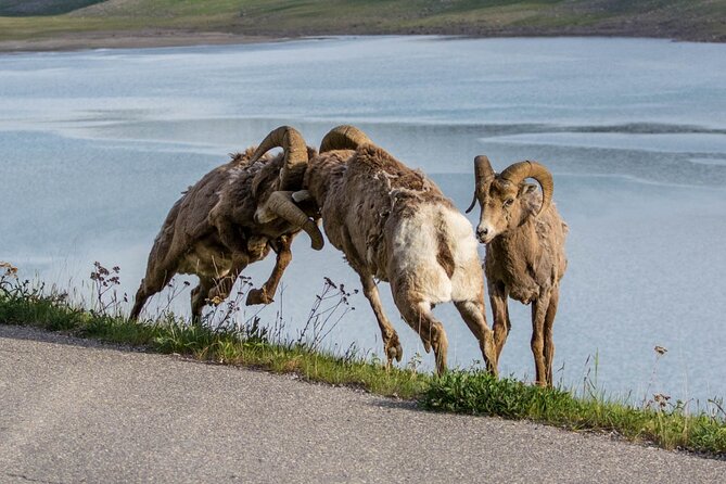 Morning Jasper National Park Wildlife Tour - Why the guides make the biggest difference