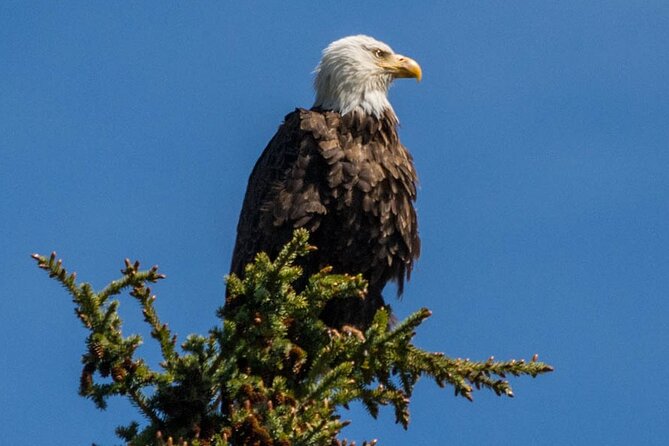 Morning Jasper National Park Wildlife Tour - Family suitability and physical demands